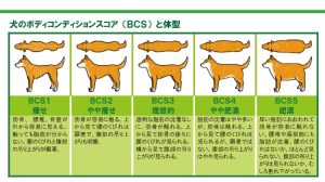柴犬のあご肉と肥満チェック方法