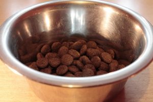 柴犬の食が細い原因と対処法